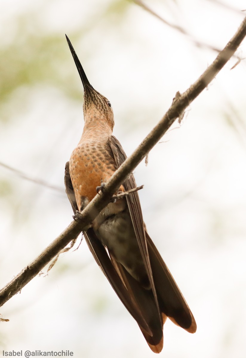 Giant Hummingbird - ML642131477