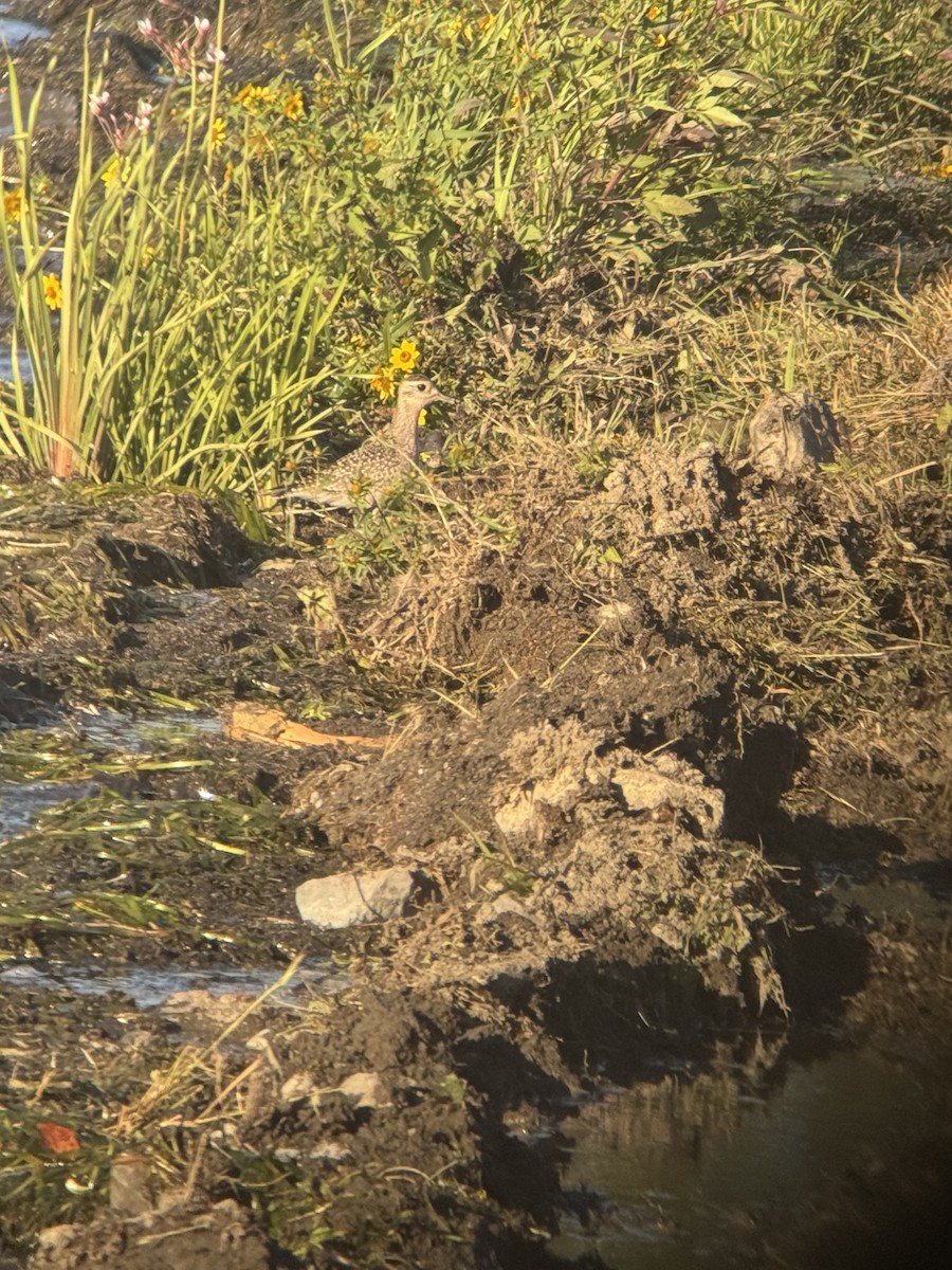 American Golden-Plover - ML642131482