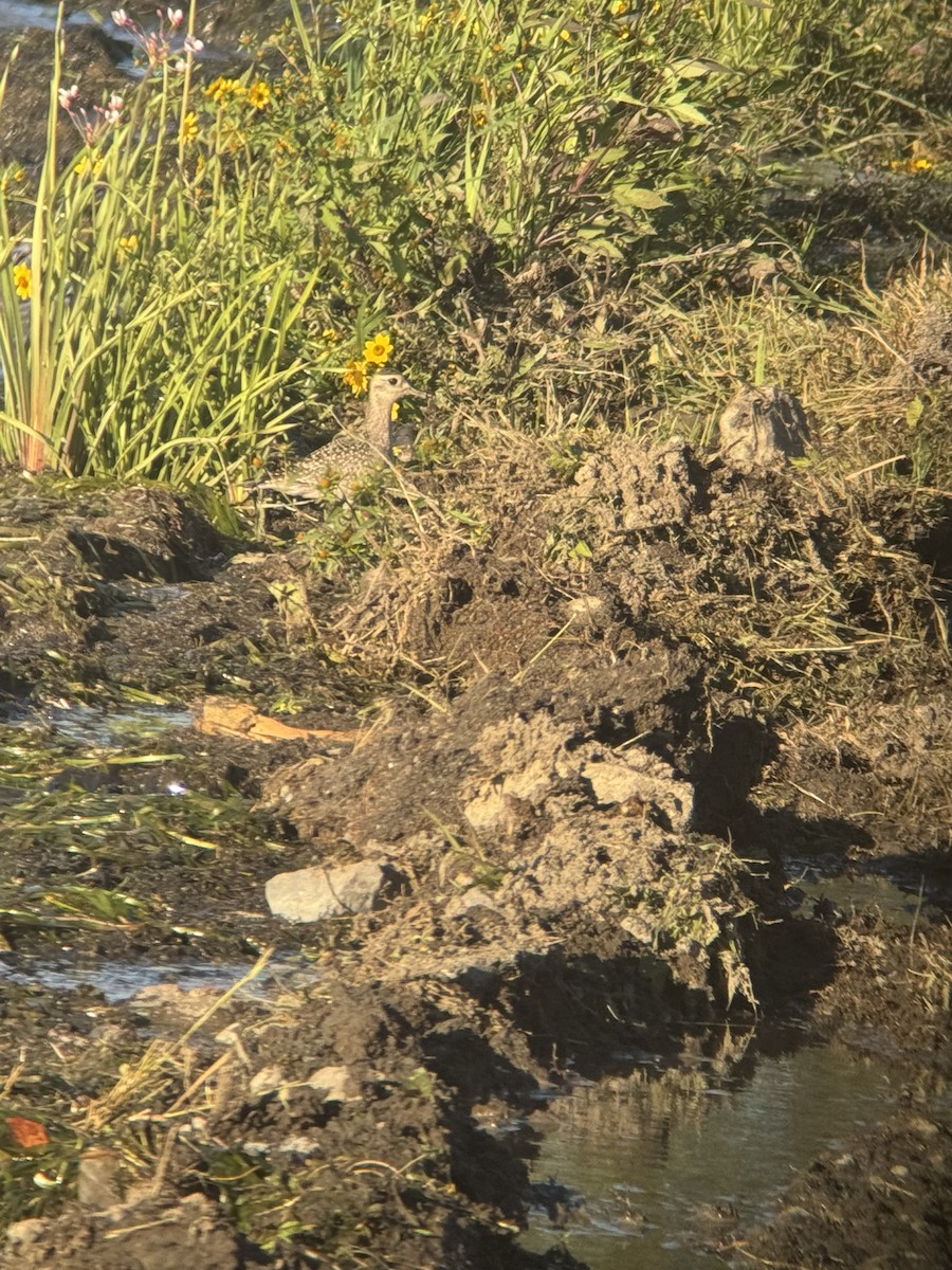 American Golden-Plover - ML642131483