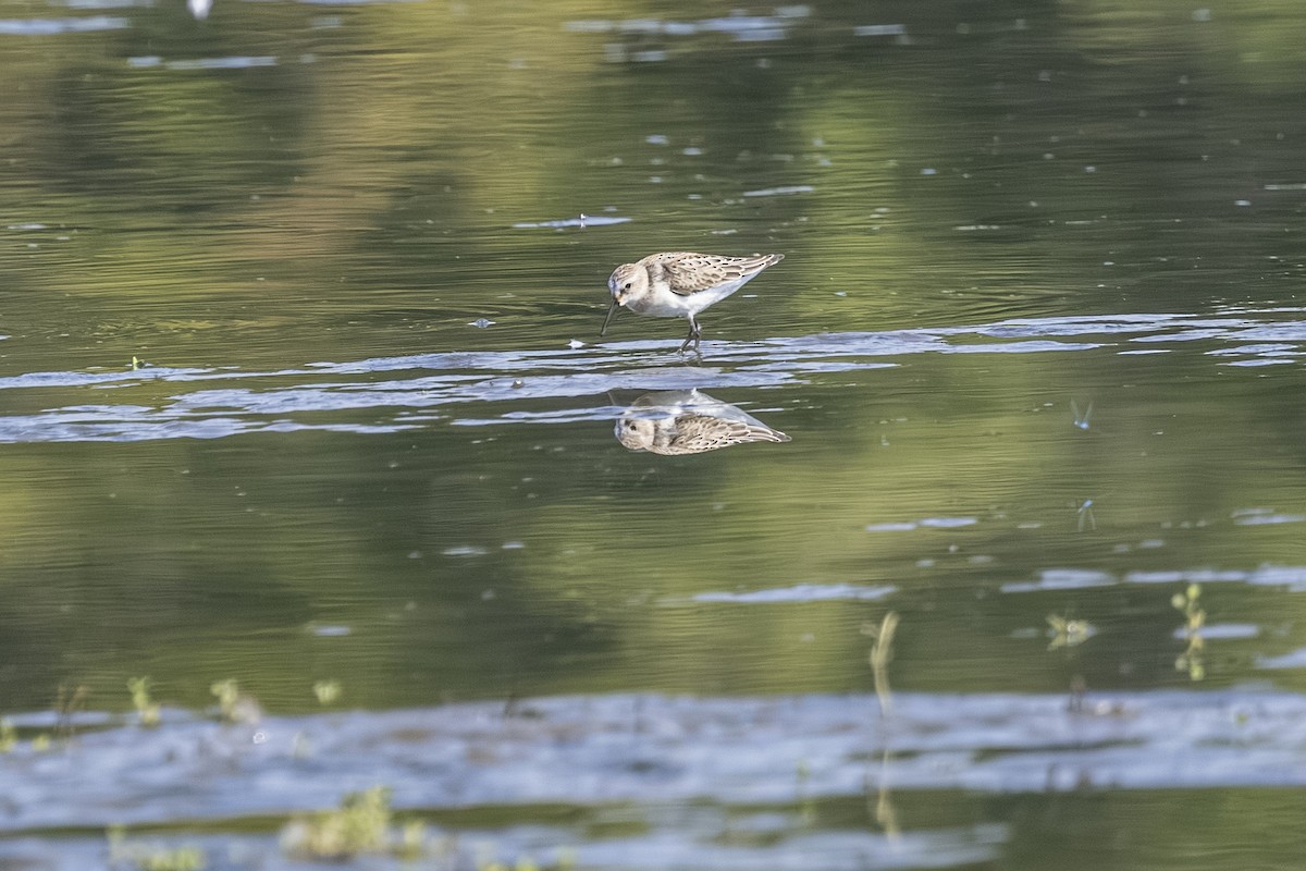 Western Sandpiper - ML642131488
