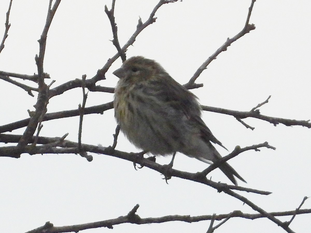 European Serin - ML642131506