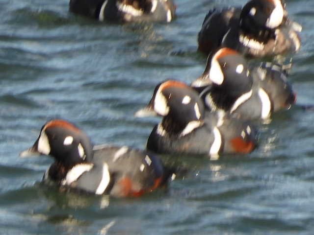 Harlequin Duck - ML642131511