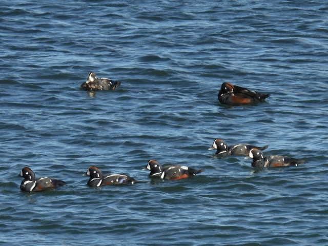 Harlequin Duck - ML642131512