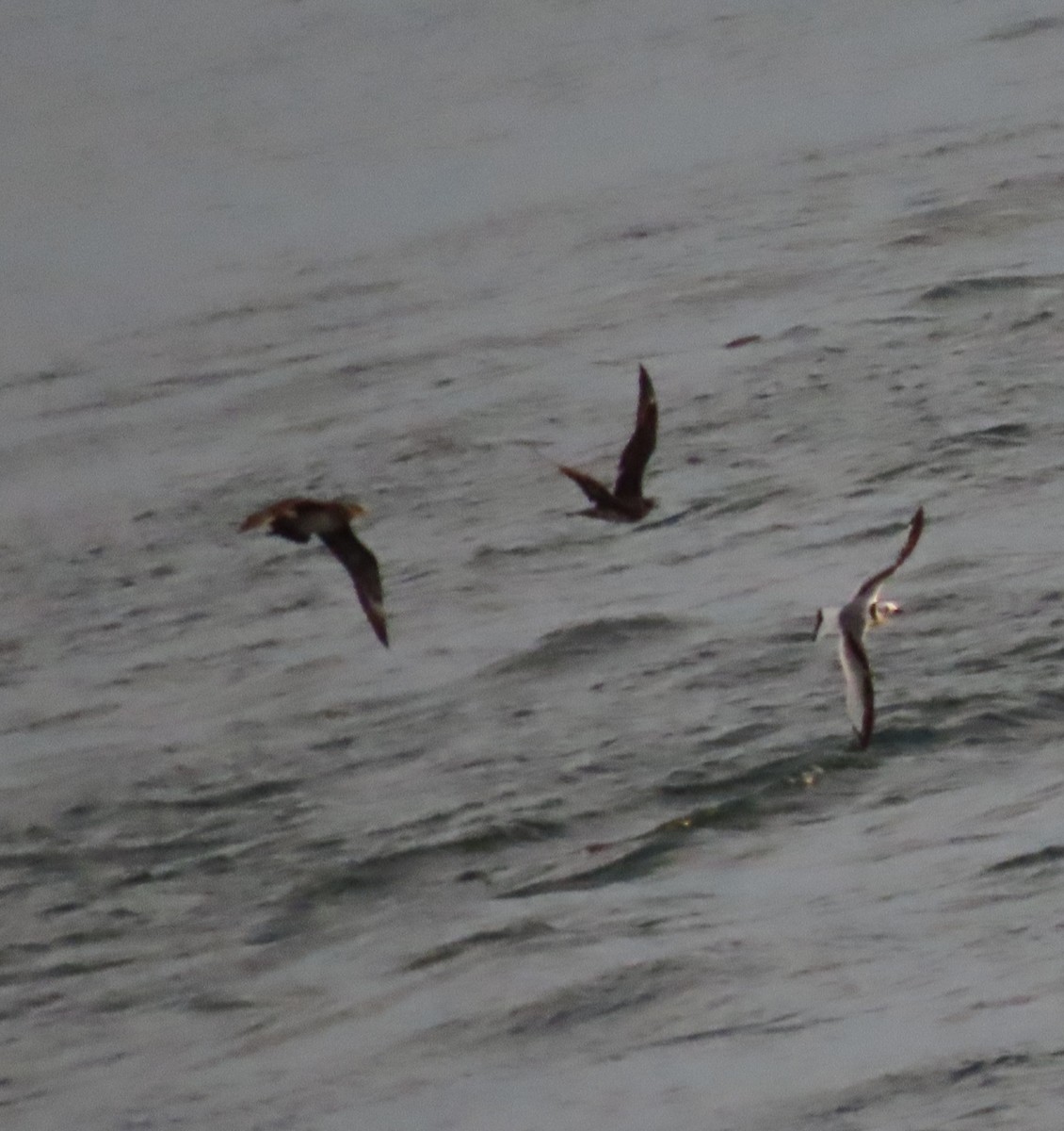 Parasitic Jaeger - ML642131523