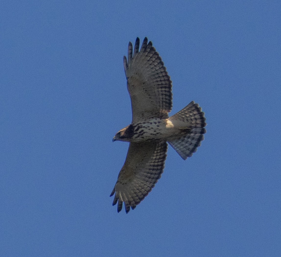 Broad-winged Hawk - ML642131528