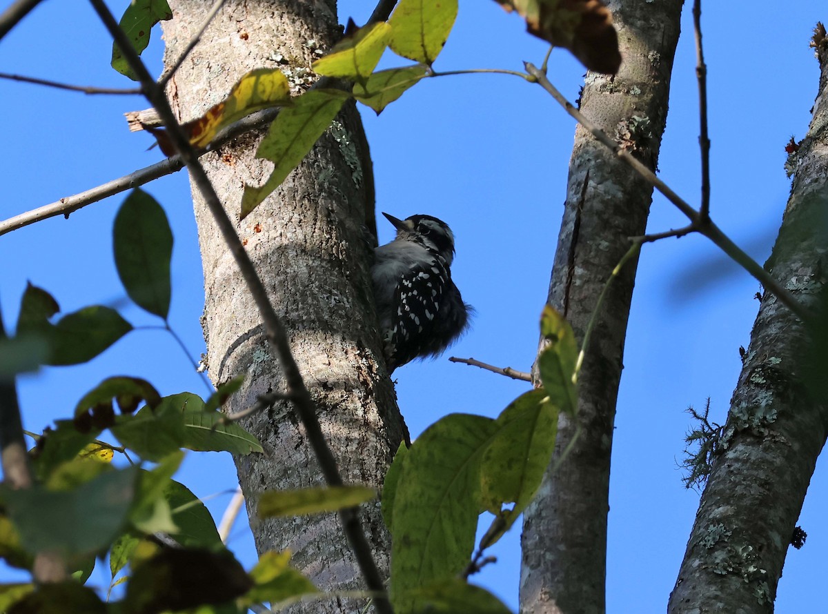 Downy Woodpecker - ML642131530