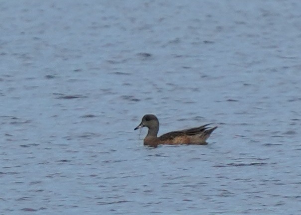 American Wigeon - ML642131539