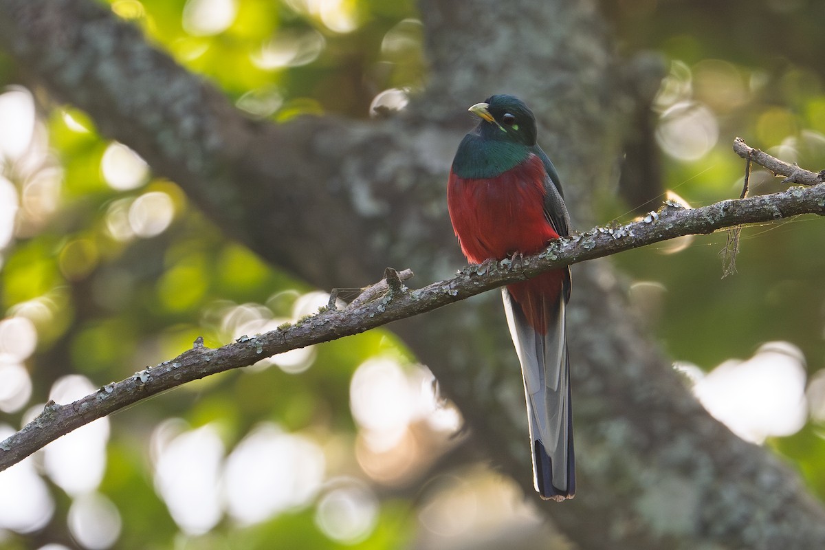 Narina Trogon - ML642131544