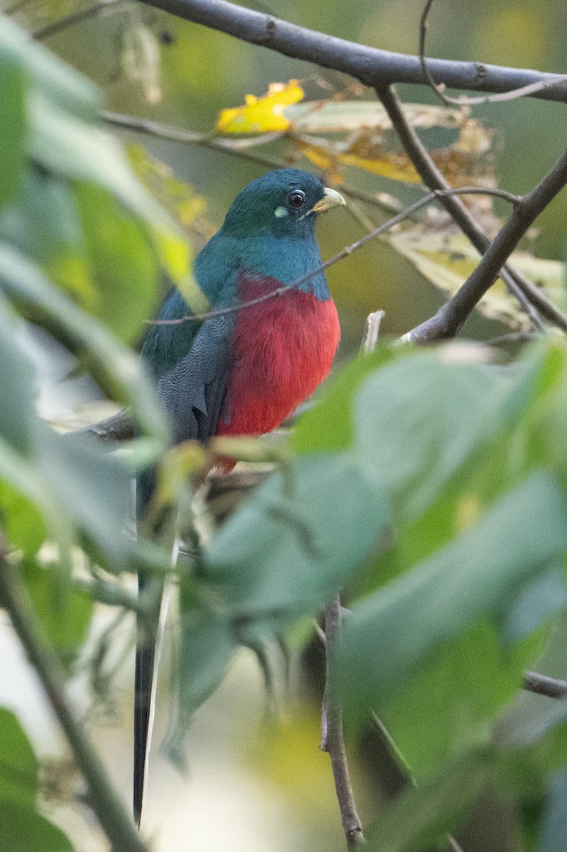 Narina Trogon - ML642131547
