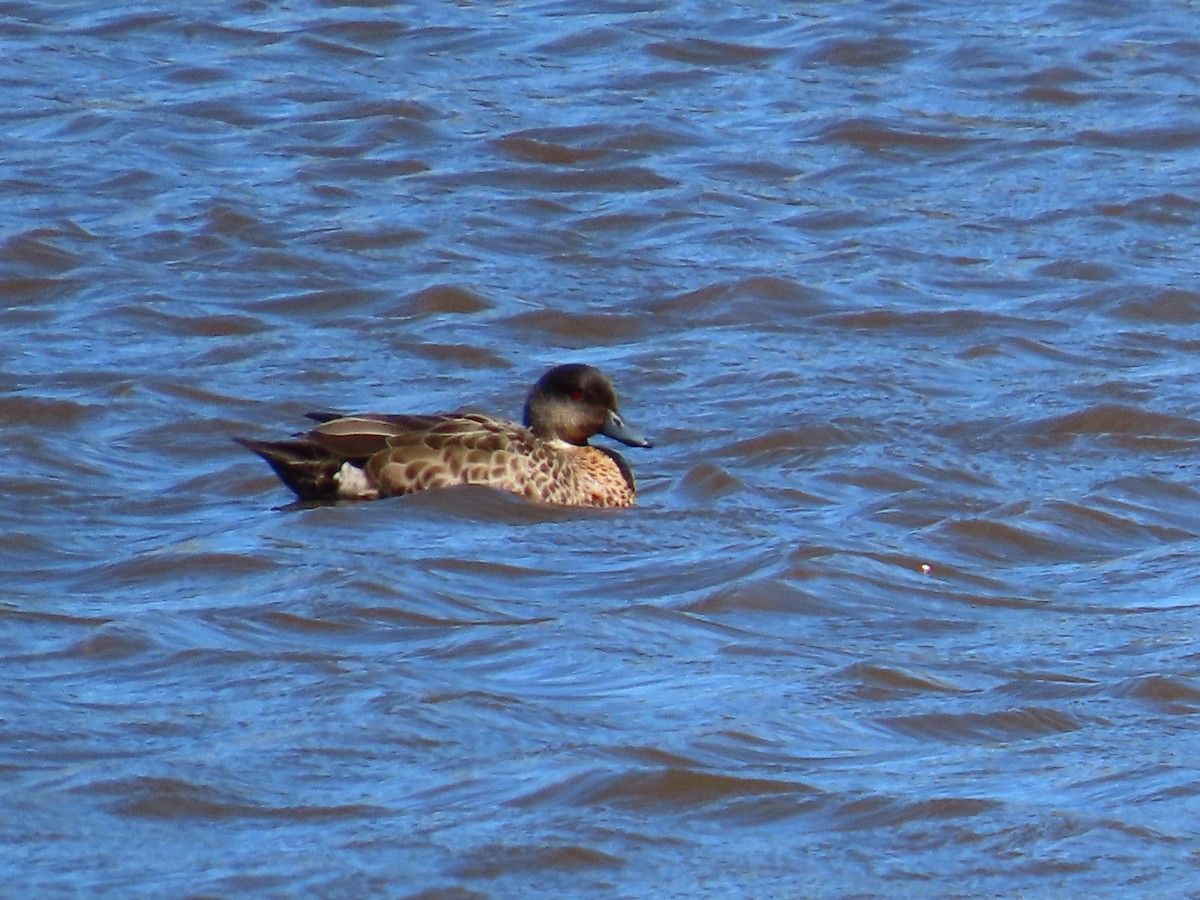 Chestnut Teal - ML642131549