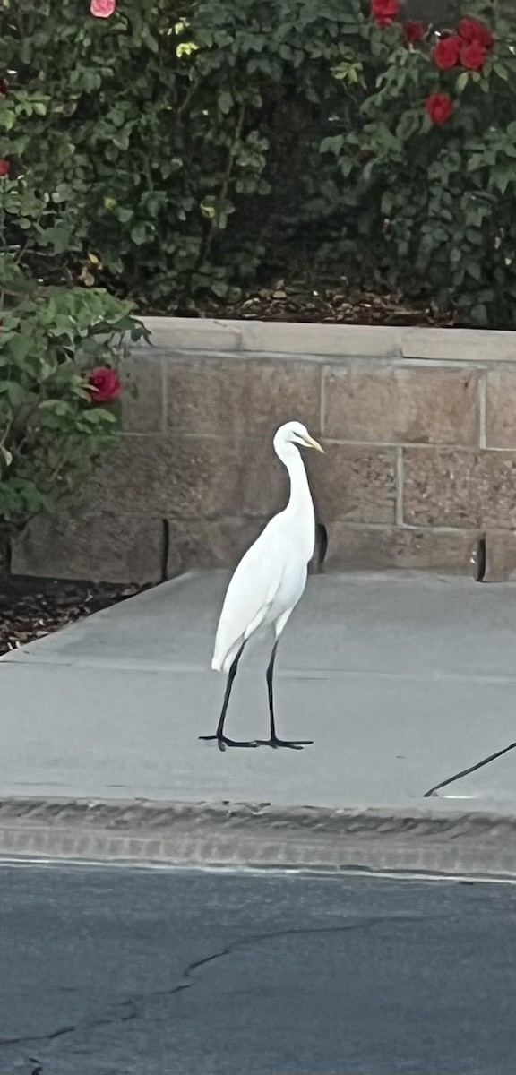 Great Egret - ML642131566