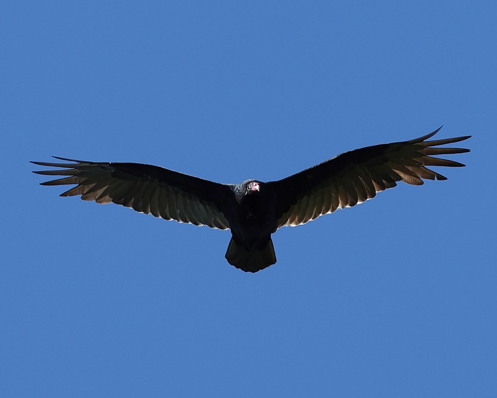 Turkey Vulture - ML642131567