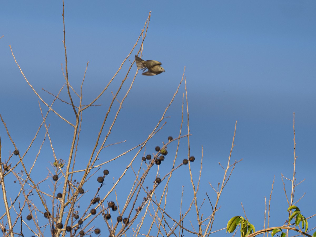Palm Tanager - ML642131581