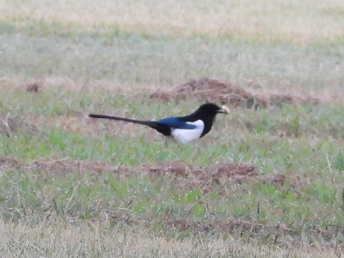 Eurasian Magpie - ML642131584
