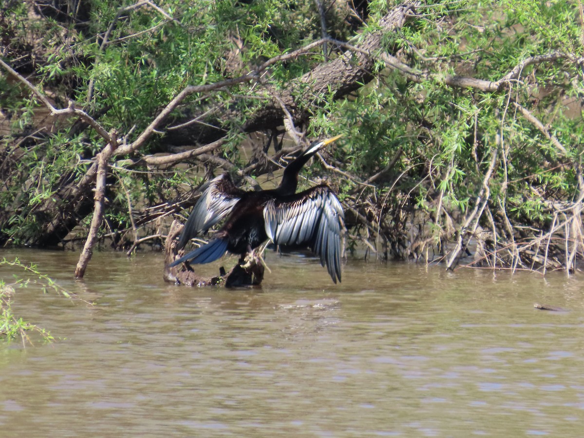 Australasian Darter - ML642131591