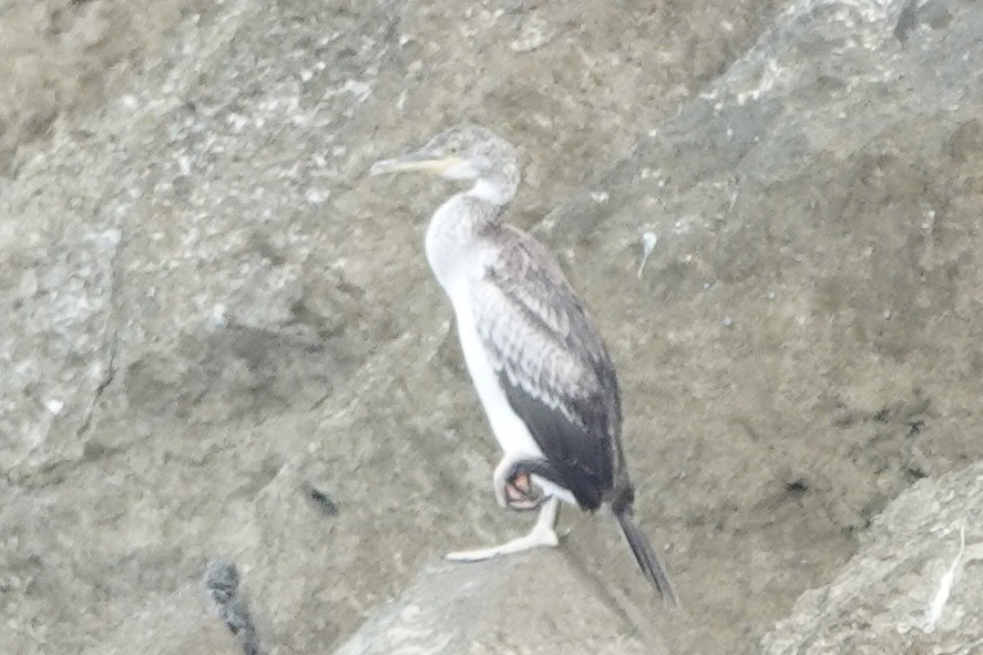 European Shag - ML642131594