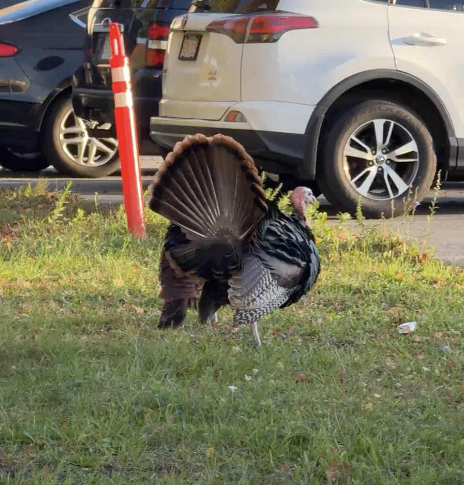 Wild Turkey - ML642131608