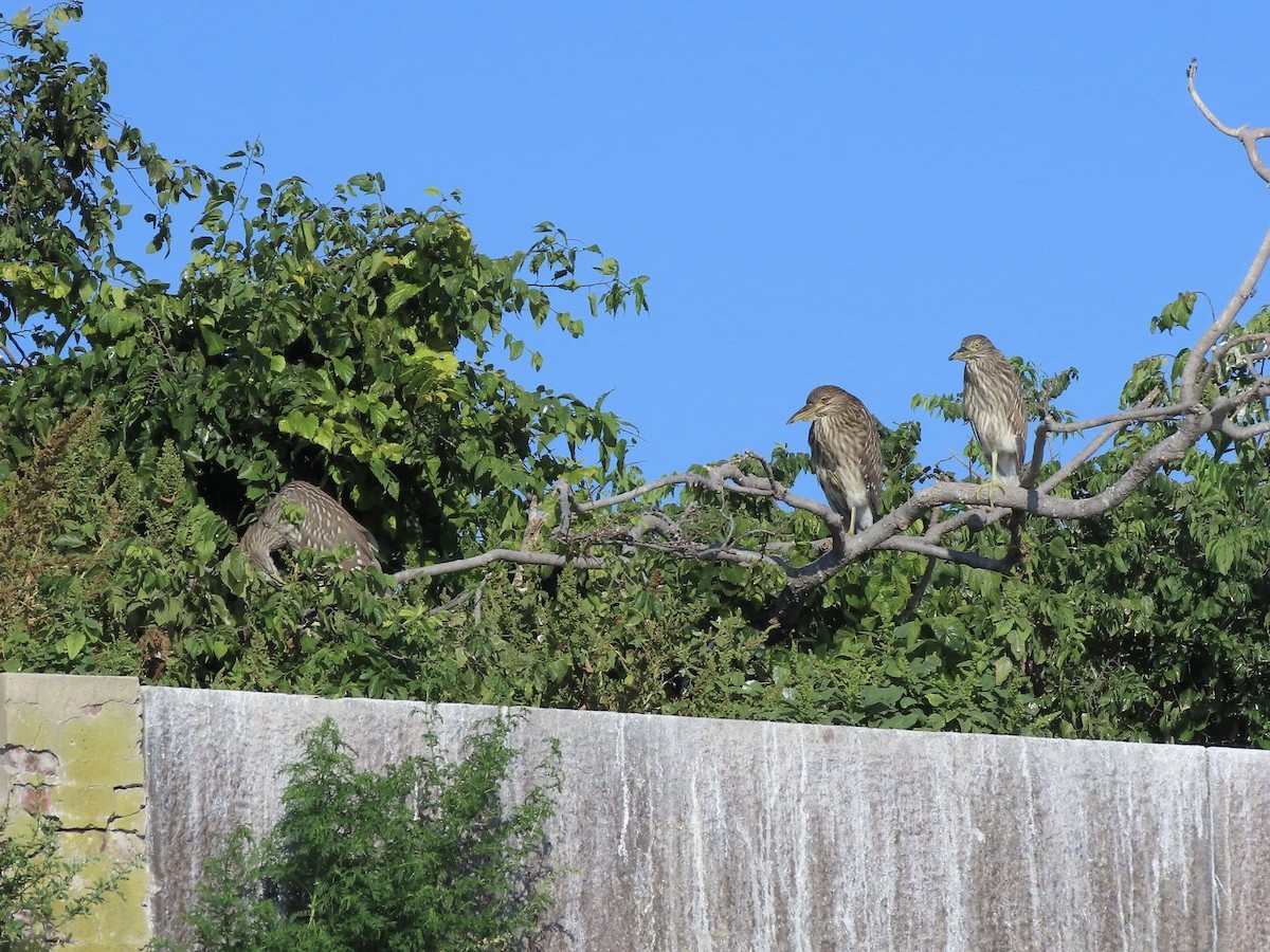Black-crowned Night Heron - ML642131620