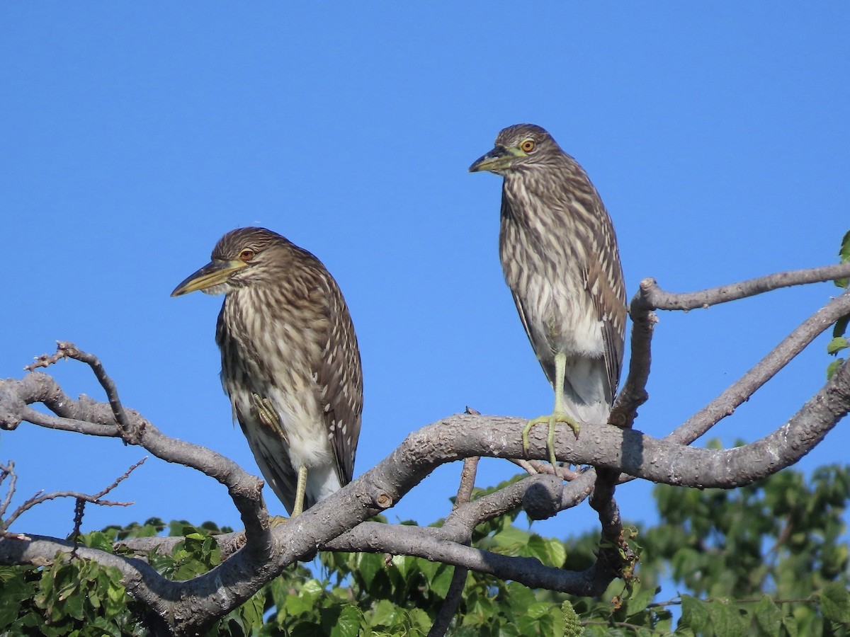 Black-crowned Night Heron - ML642131621