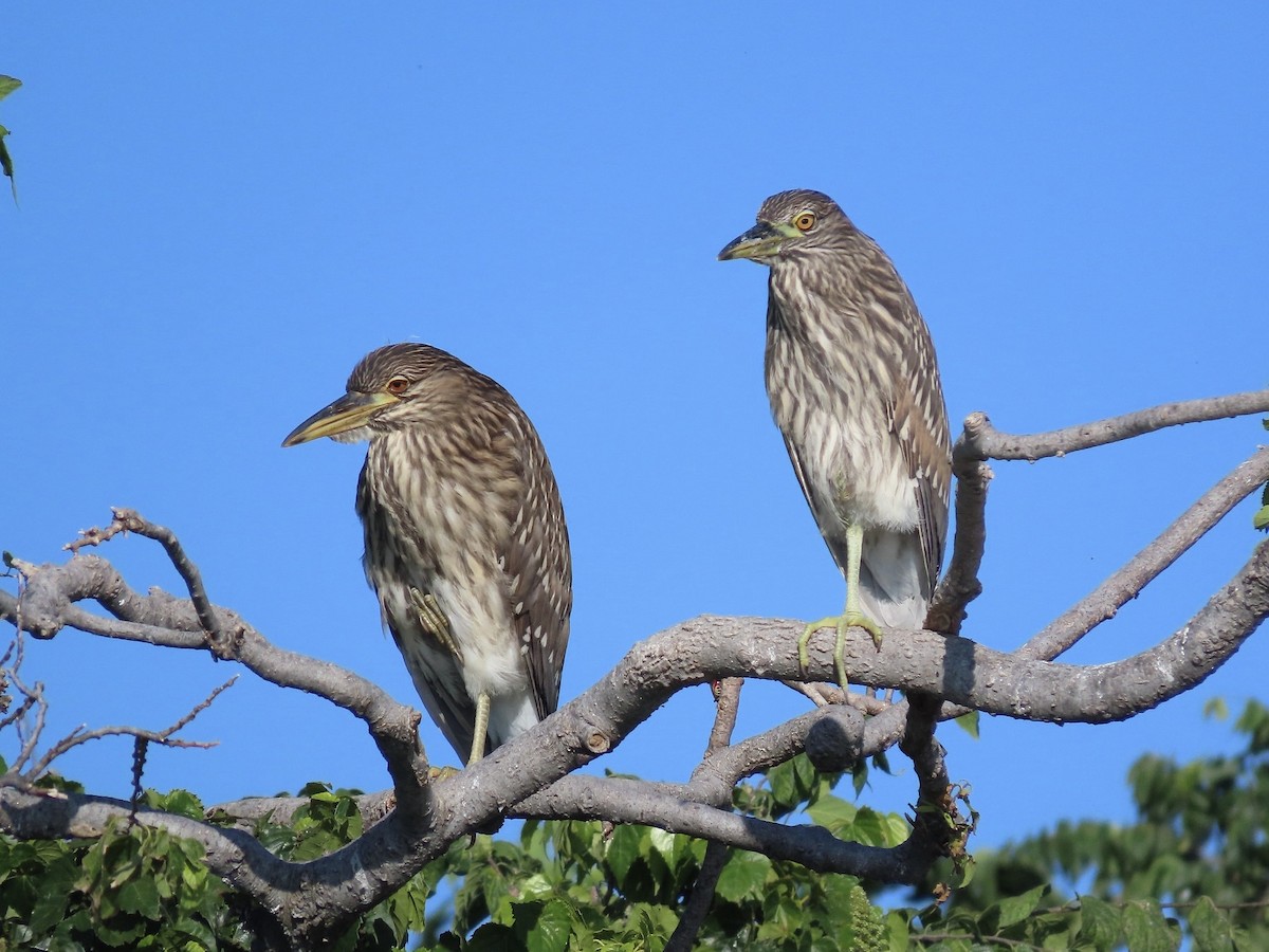 Black-crowned Night Heron - ML642131622