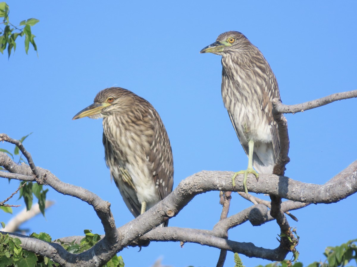 Black-crowned Night Heron - ML642131623