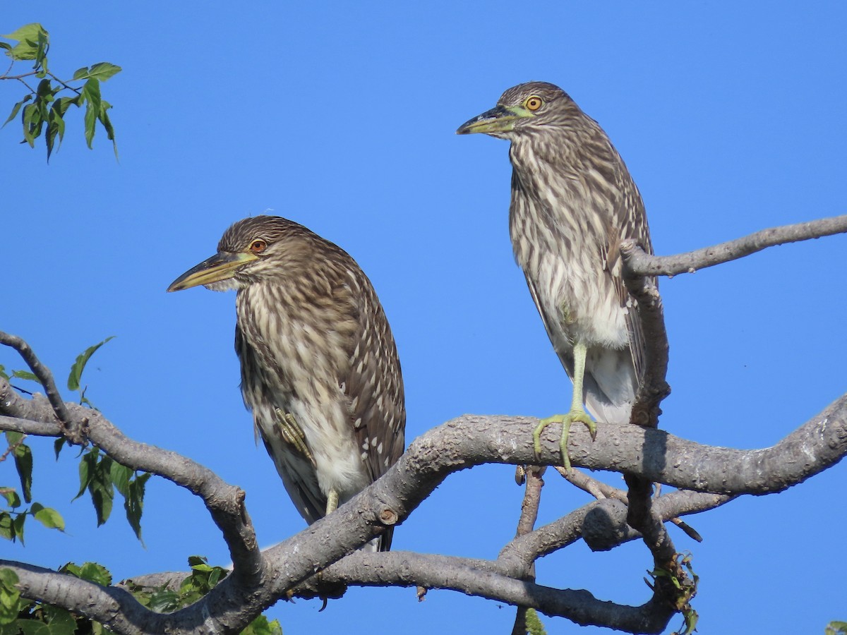 Black-crowned Night Heron - ML642131624