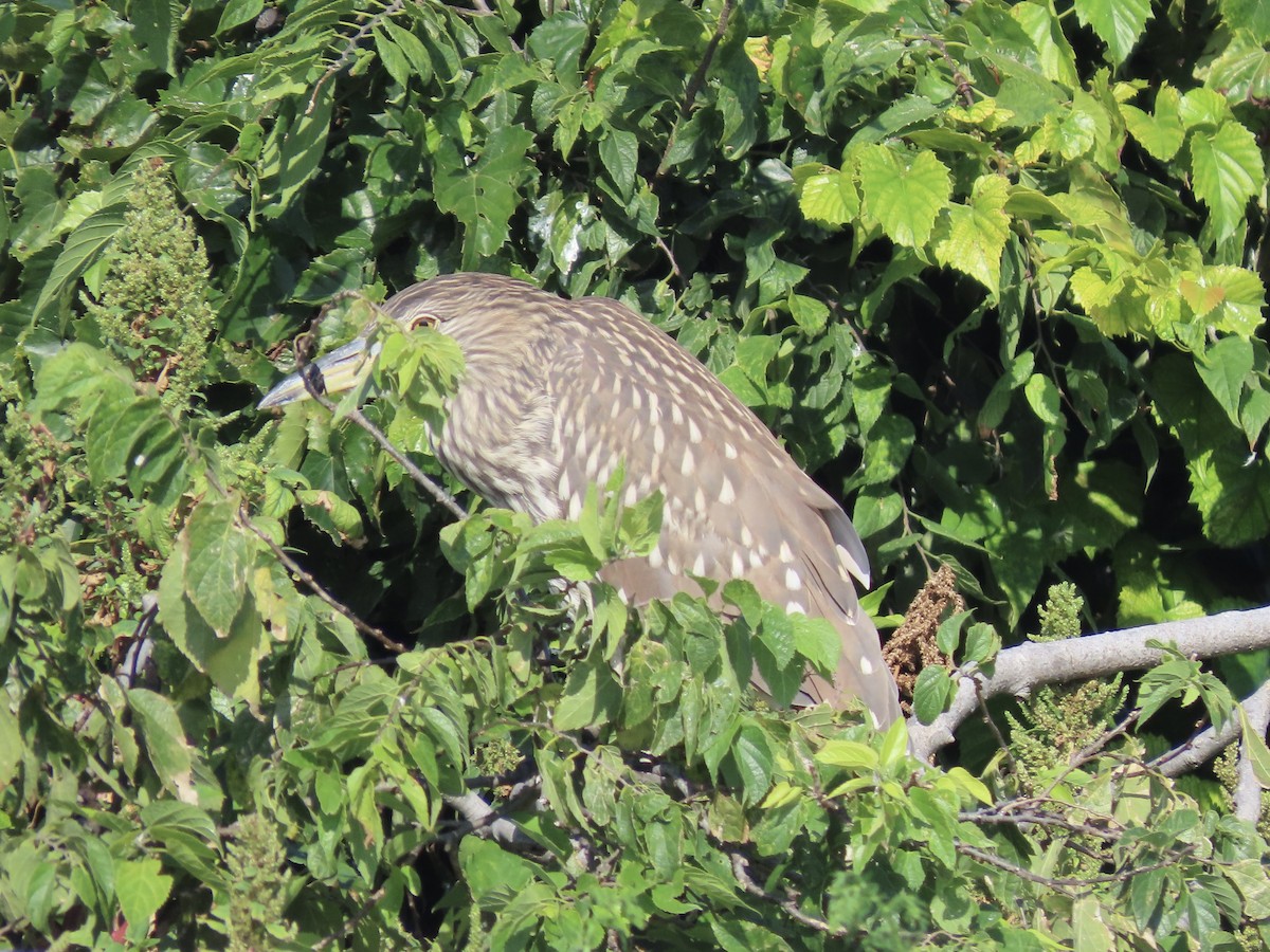 Black-crowned Night Heron - ML642131625