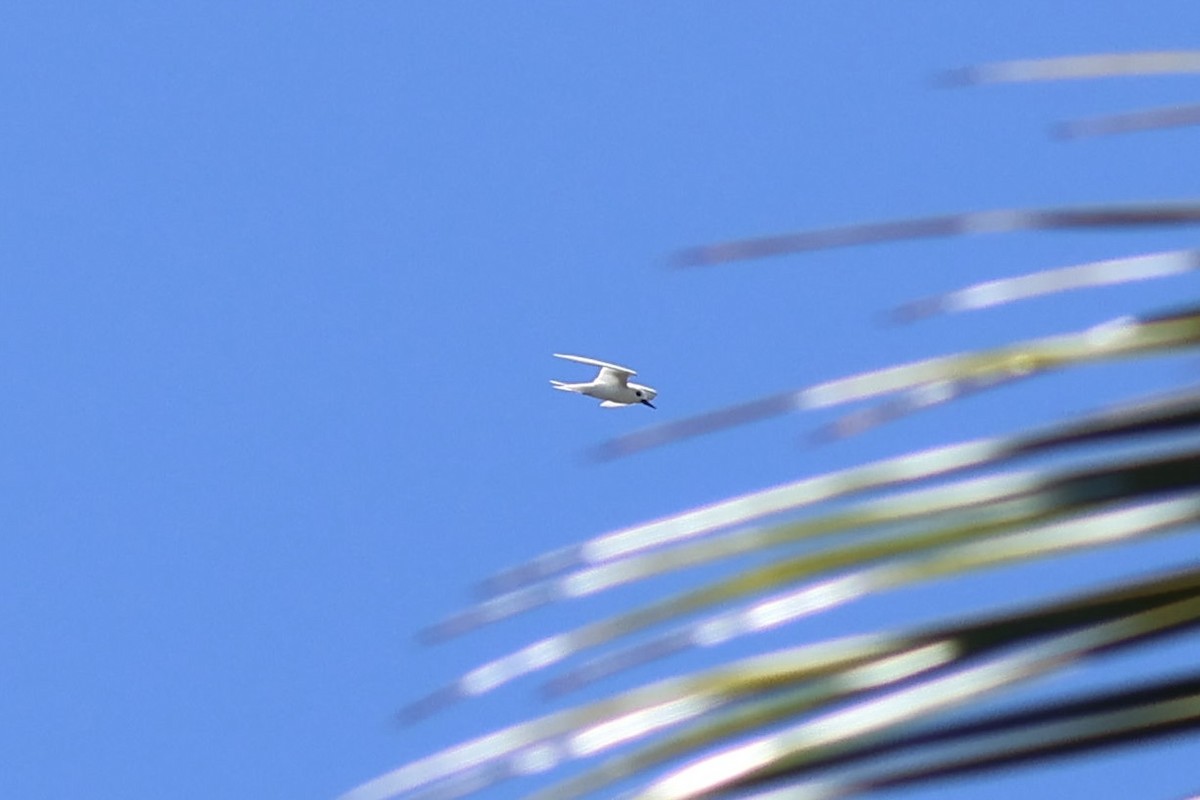 Pasifik Sütbeyaz Sumrusu - ML642131630