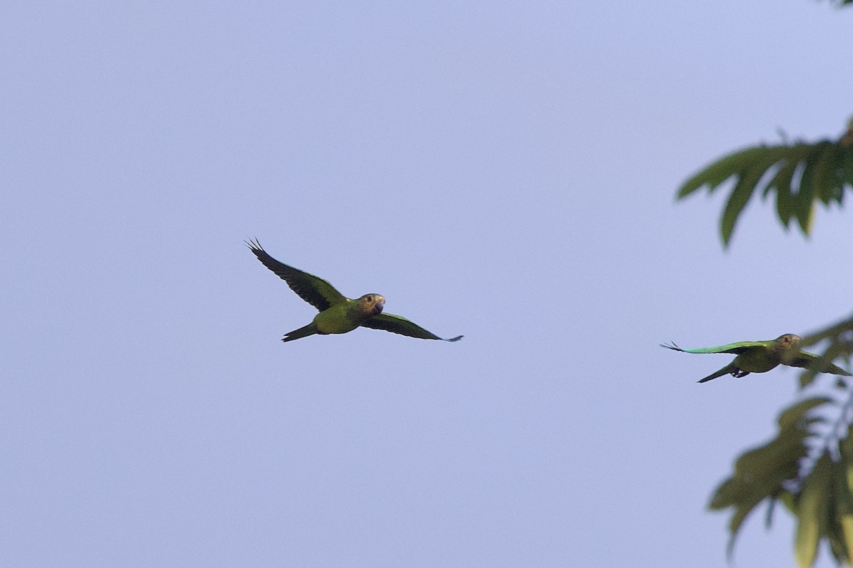 Brown-throated Parakeet - ML642131633