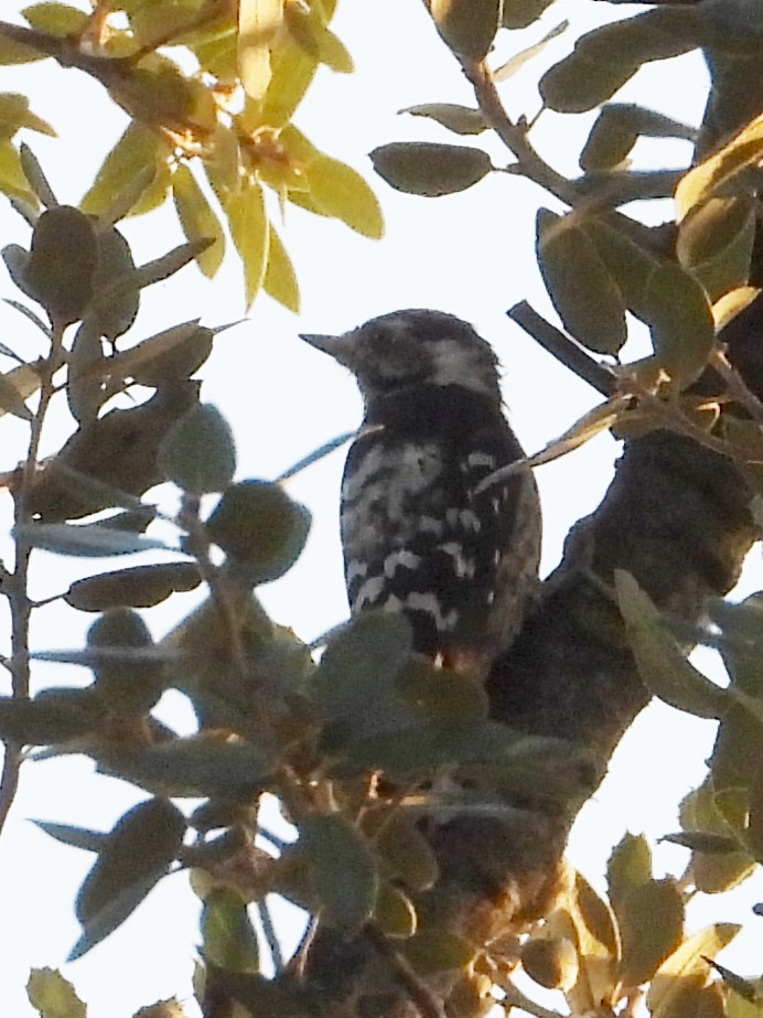 Lesser Spotted Woodpecker - ML642131644