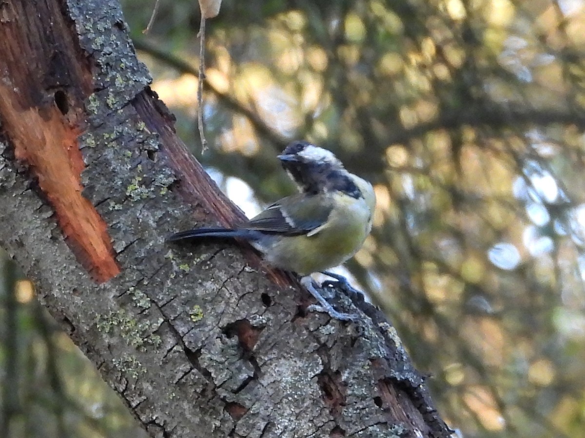 Great Tit - ML642131658