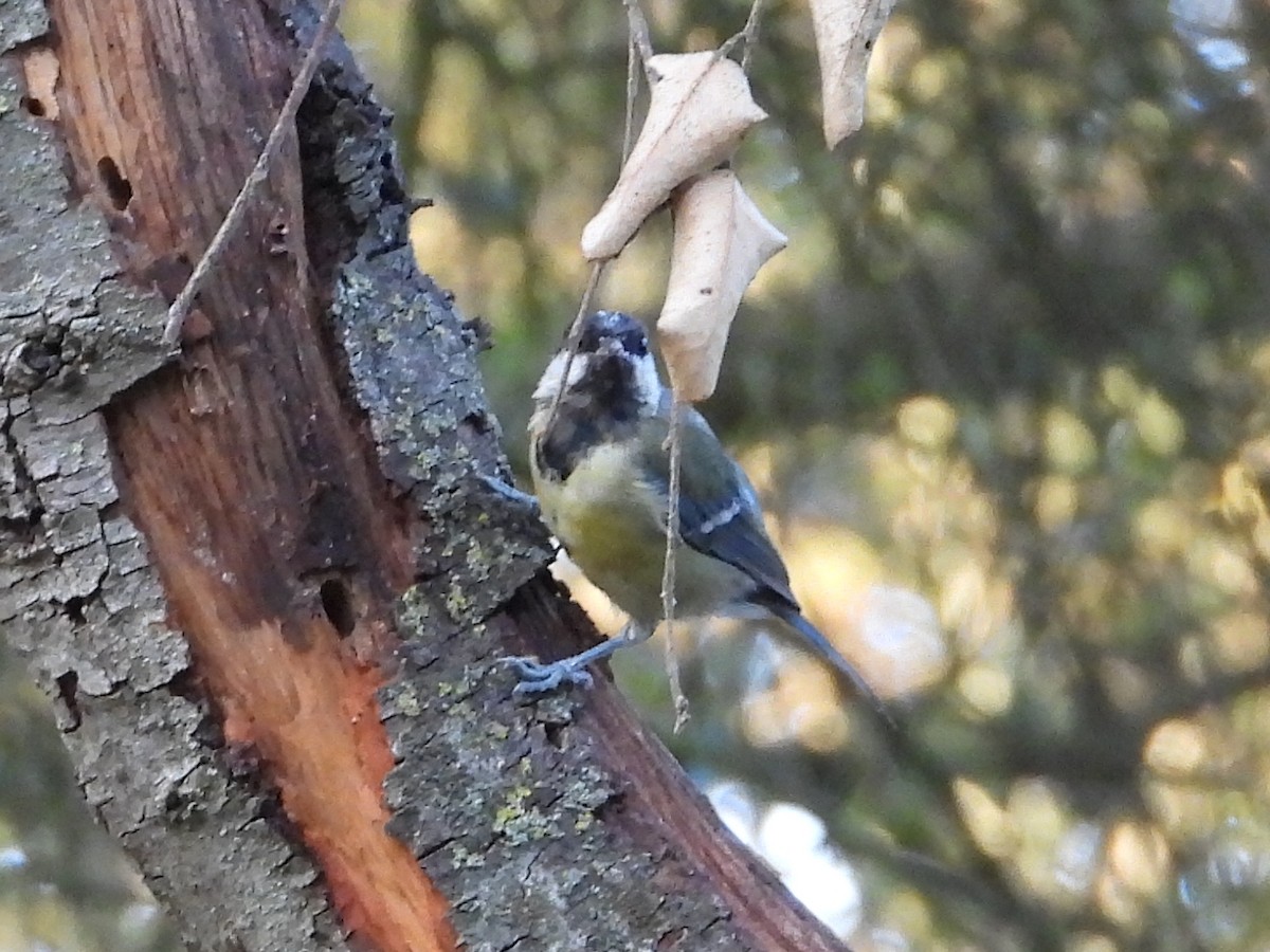 Great Tit - ML642131665