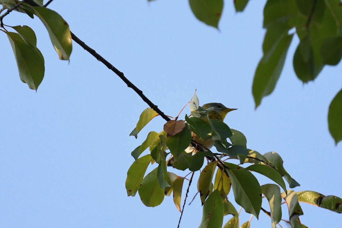 Northern Parula - ML642131666