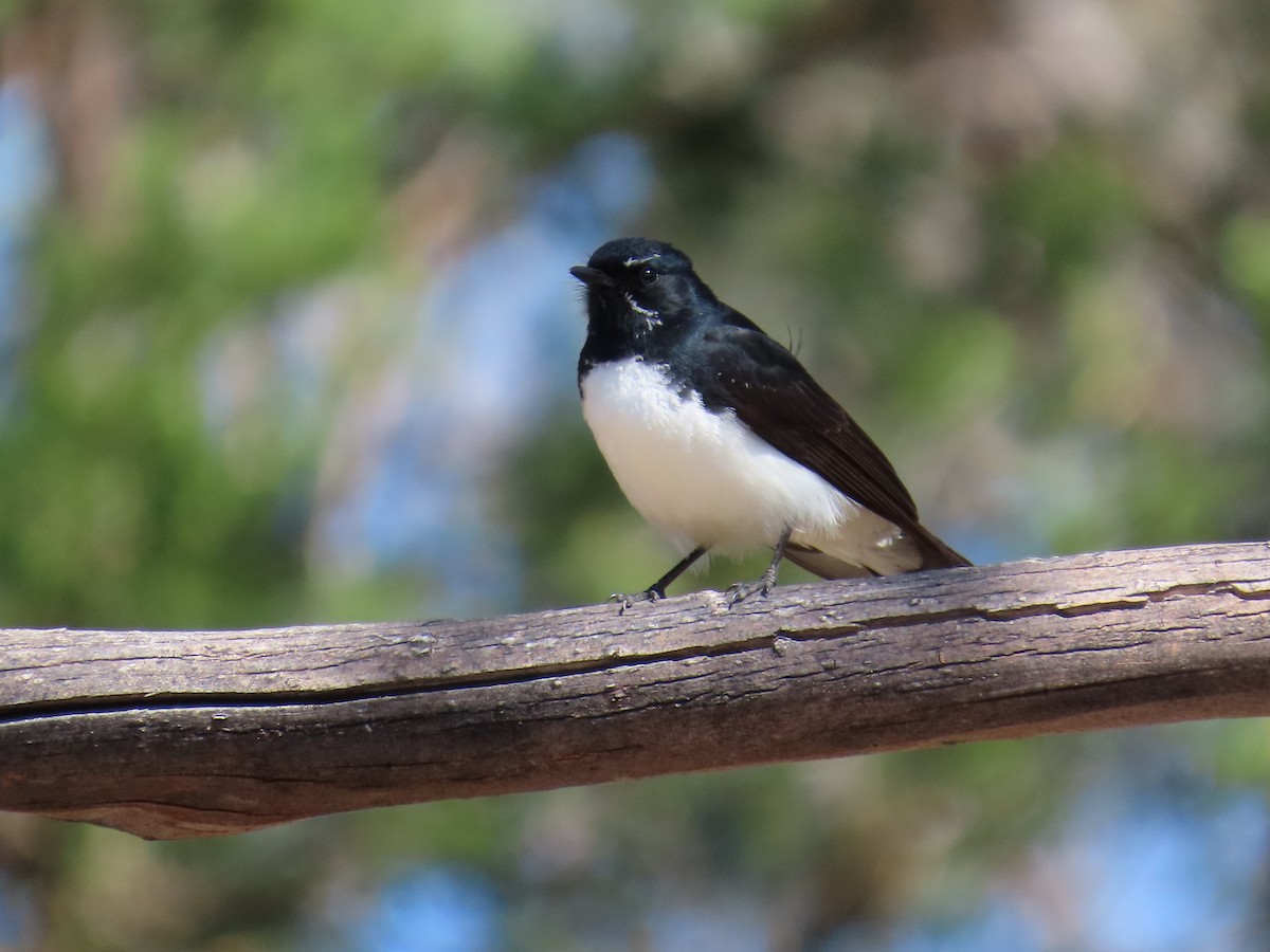 Willie-wagtail - ML642131674