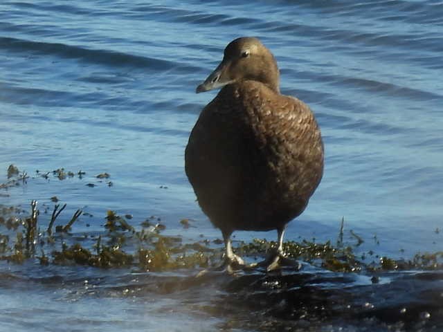 Common Eider - ML642131677