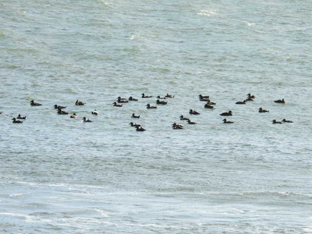 Common Eider - ML642131678
