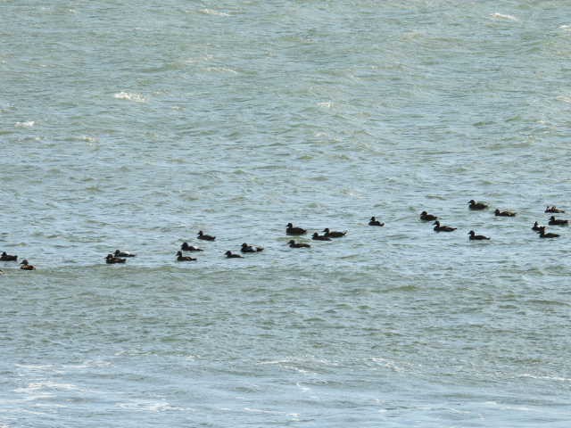 Common Eider - ML642131679