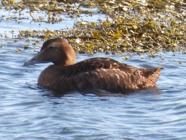 Common Eider - ML642131680
