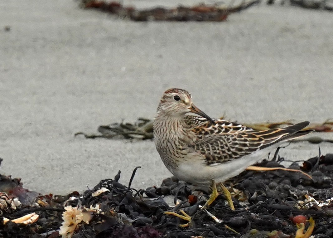 Pectoral Sandpiper - ML642131683