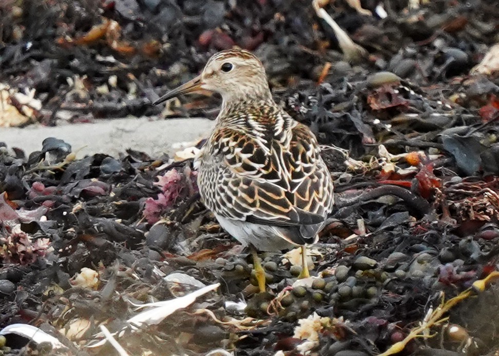 Pectoral Sandpiper - ML642131684
