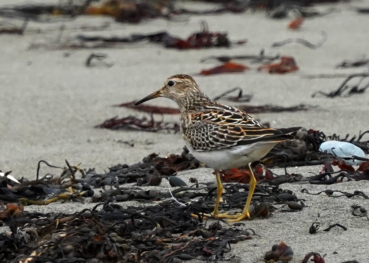 Pectoral Sandpiper - ML642131685