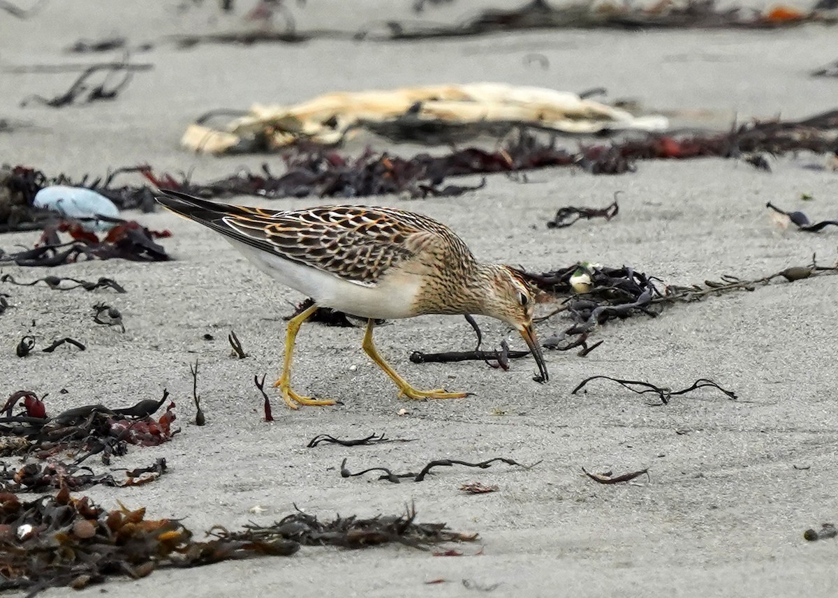 Pectoral Sandpiper - ML642131686