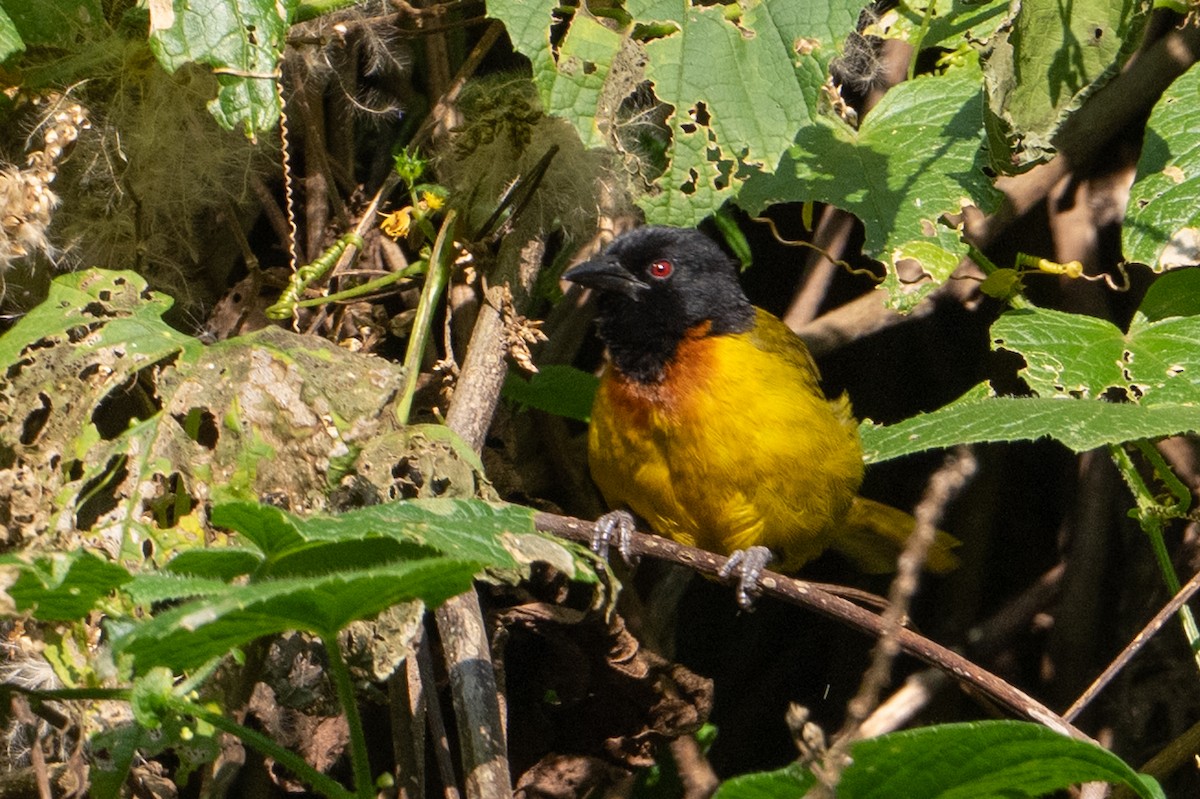 Strange Weaver - ML642131687