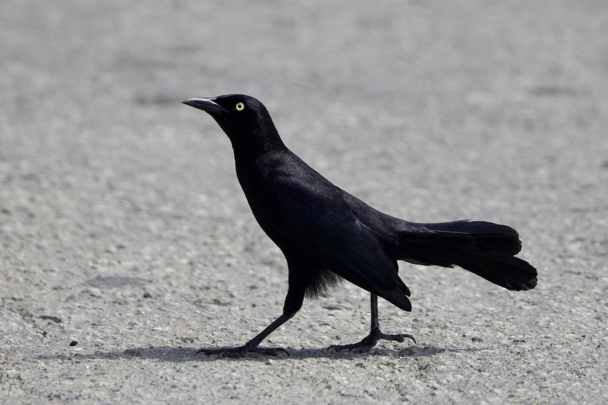 Carib Grackle - ML642131688
