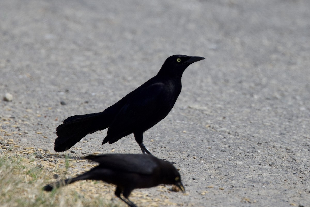Carib Grackle - ML642131689