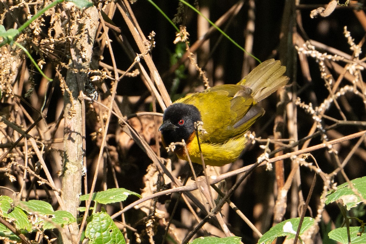 Strange Weaver - ML642131690