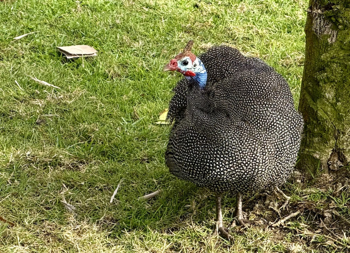 Helmeted Guineafowl - ML642131691