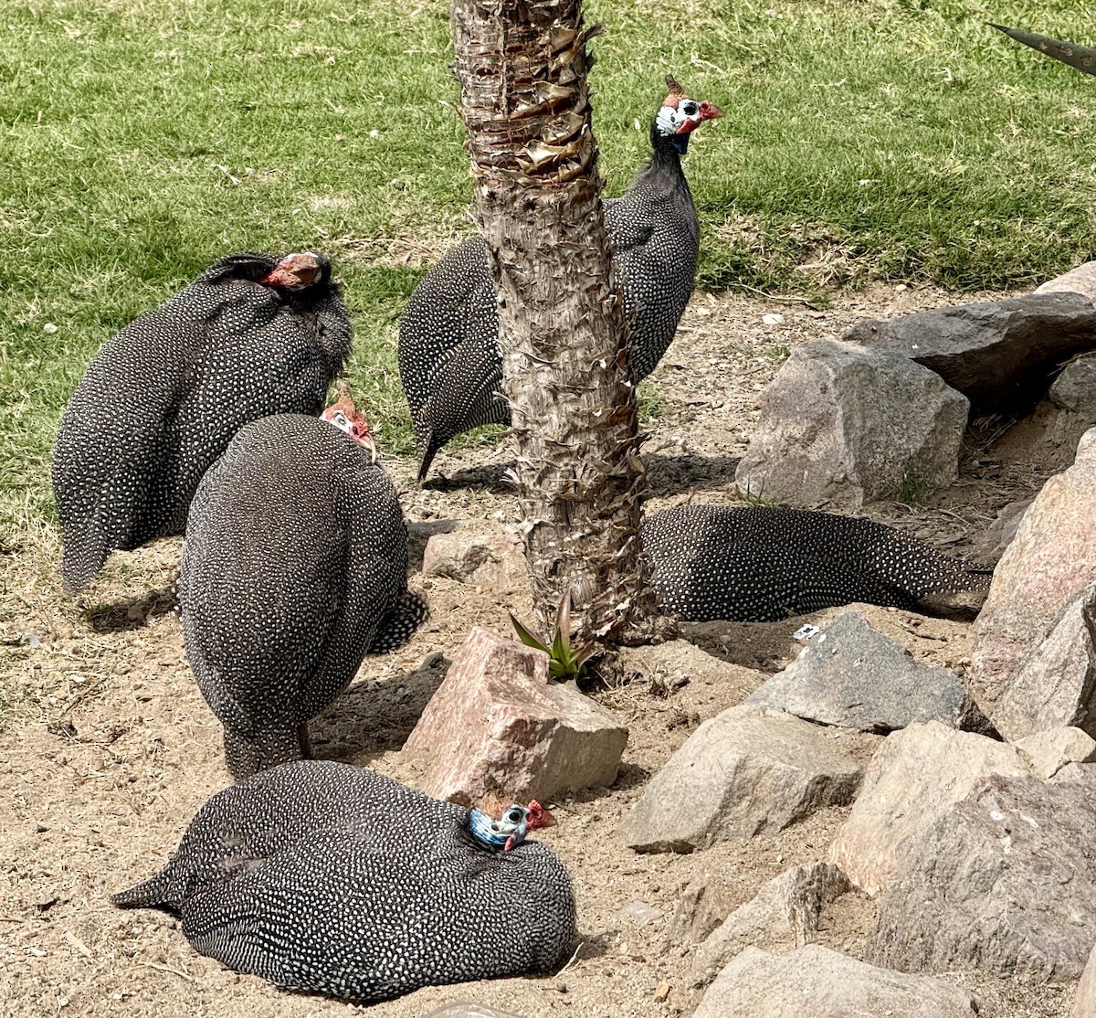 Helmeted Guineafowl - ML642131692