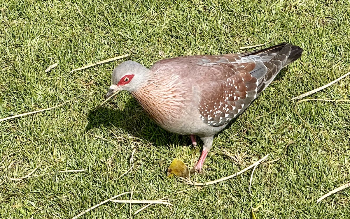 Speckled Pigeon - ML642131702