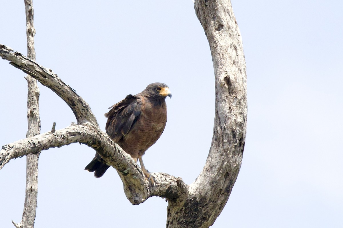 Rufous Crab Hawk - ML642131704